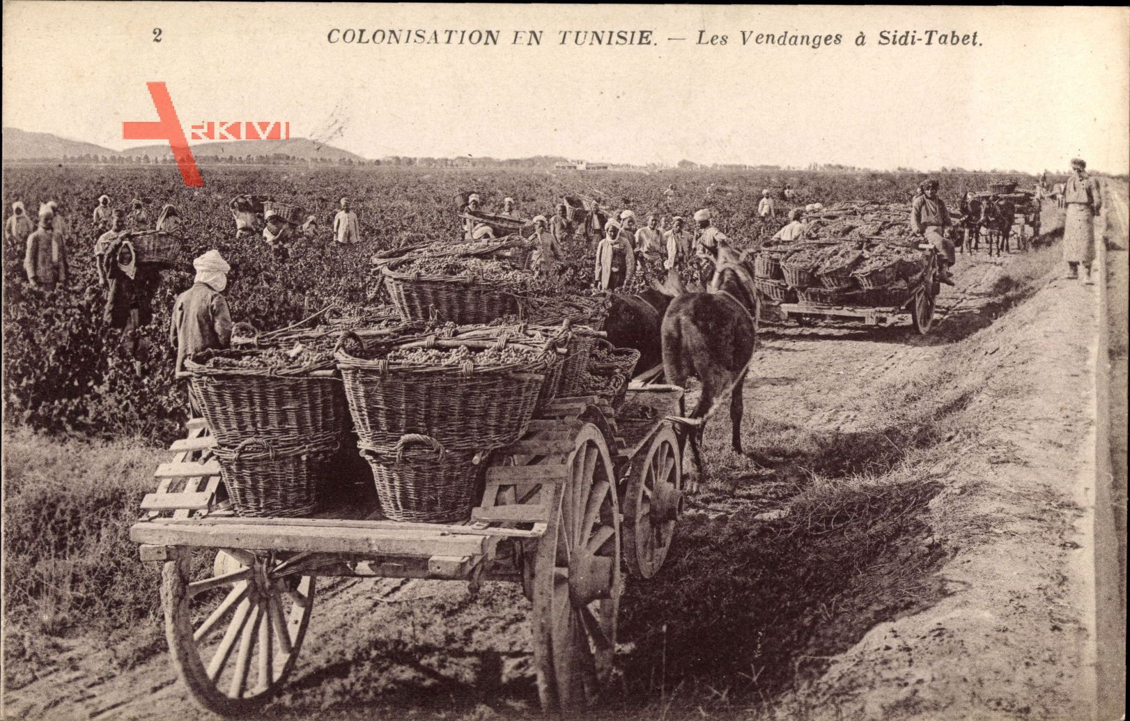 Sidi Tabet Tunesien, Les Vendanges, Landarbeiter bei der Arbeit