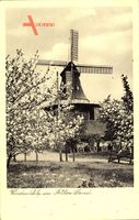 Windmühle im Alten Land, Frühling, Baumblüte