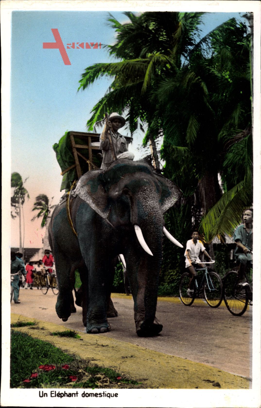 Saigon Cochinchine Vietnam, Un Eléphant domestique, Zahmer Elefant