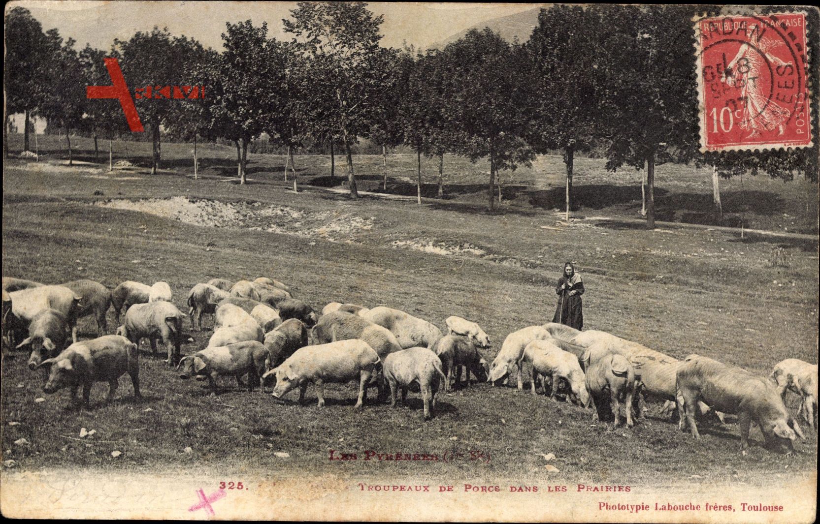 Les Pyrénées, Troupeaux de Porcs dans les Prairiers, Schweine
