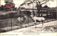 Paris, Jardin d'Acclimatation du Bois de Boulogne, Antilopes Leucoryx, Béisa