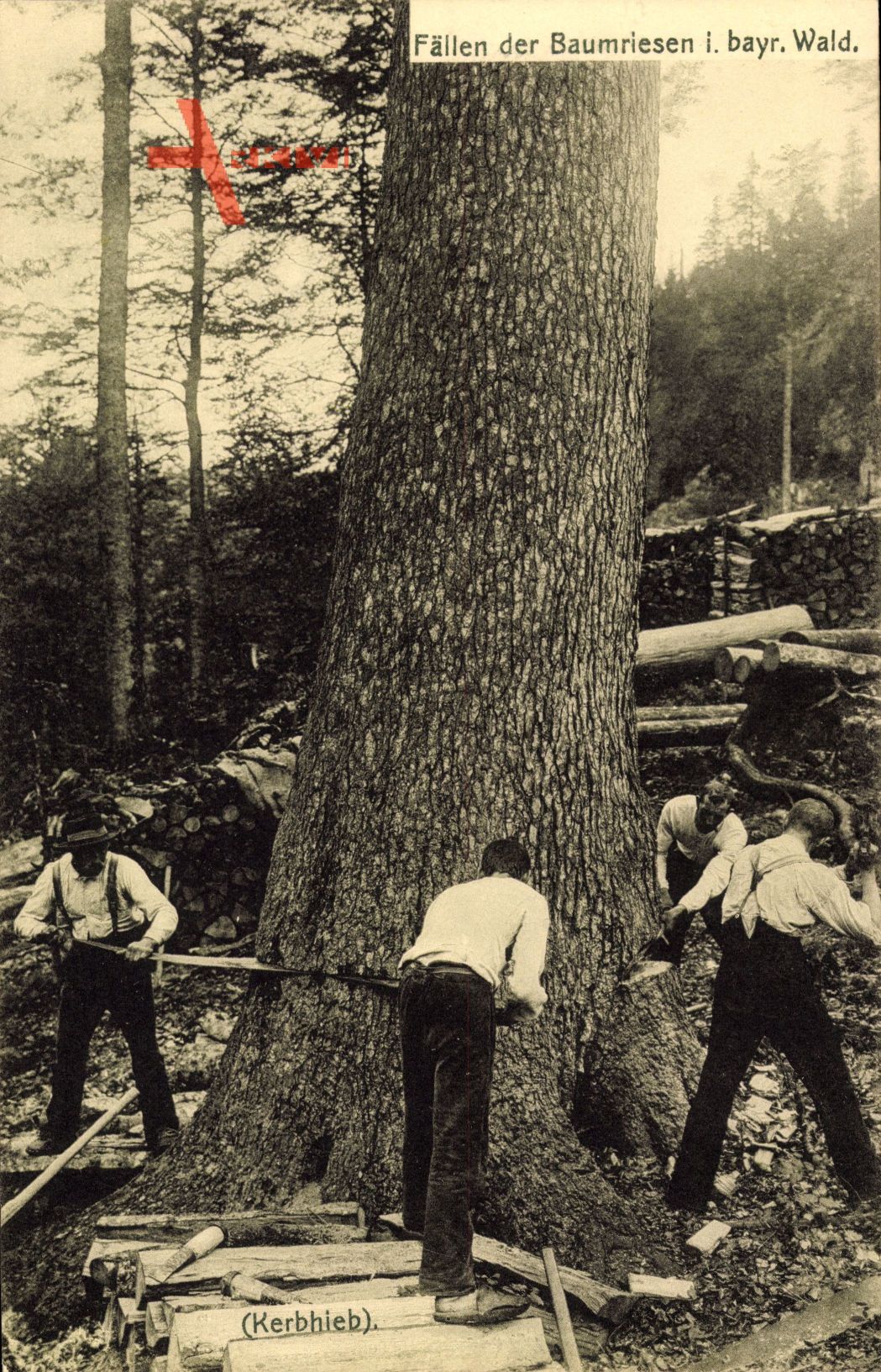 Fällen der Baumriesen im bayrischen Wald, Förster bei der Arbeit