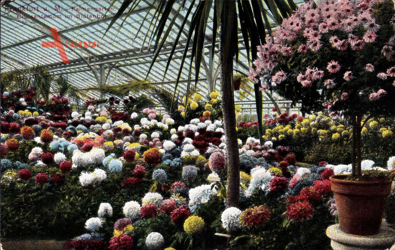 Frankfurt Main, Inneres vom Palmengarten, Chrisantemum im Blütenflor