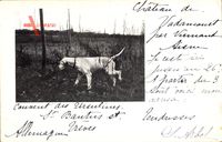 Vadencourt Aisne, Ein Jagdhund beschnüffelt das Gebiet