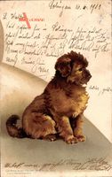 Hundeportrait, Kleiner Terrier, Braunes Fell