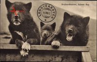 Norwegen, Svalbardhunder, Advent Bay, Adventfjorden, Hunde