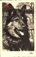 Schäferhund, Hundeportrait, Langes Fell, Spitze Ohren, Zunge