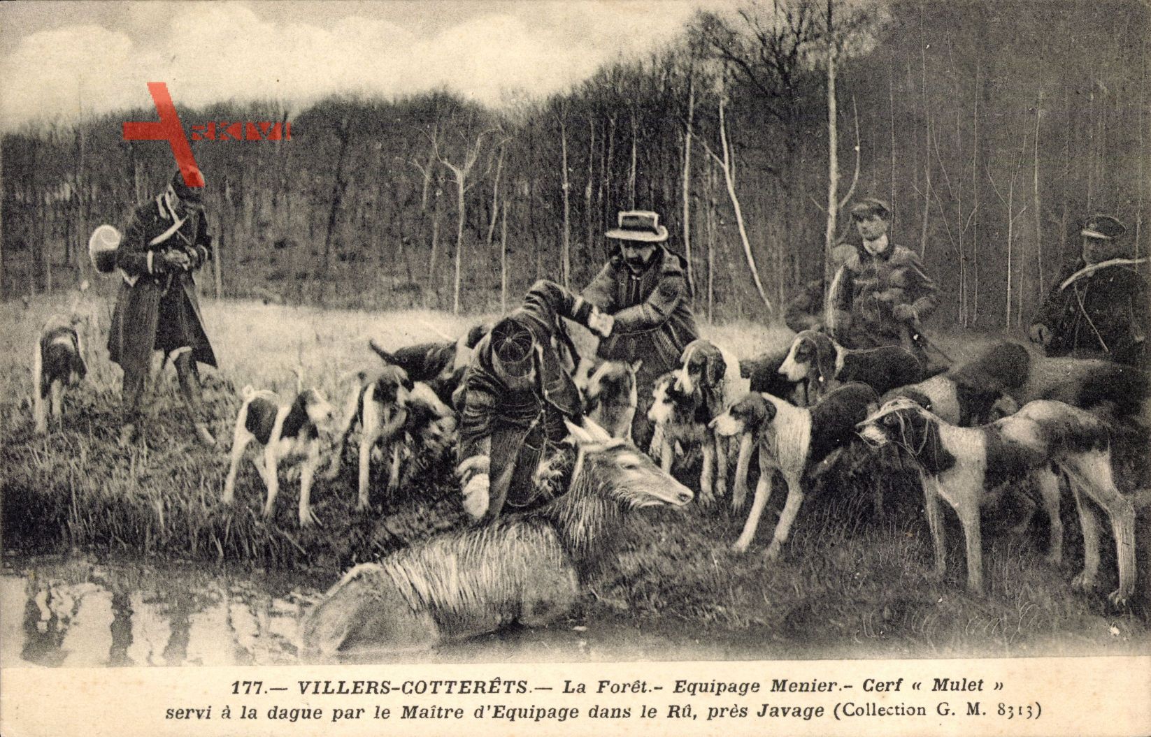 Villers Cotterêts Aisne, La Foret, Equipage Menier, Cerf Mulet