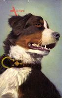 Shepherd's dog, Berger, Berner Sennenhund, Halsband, Buntes Fell