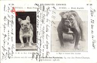 Les Celebrites Canines, Jumbo, Boule Anglais, Buffalo, Boule Francais