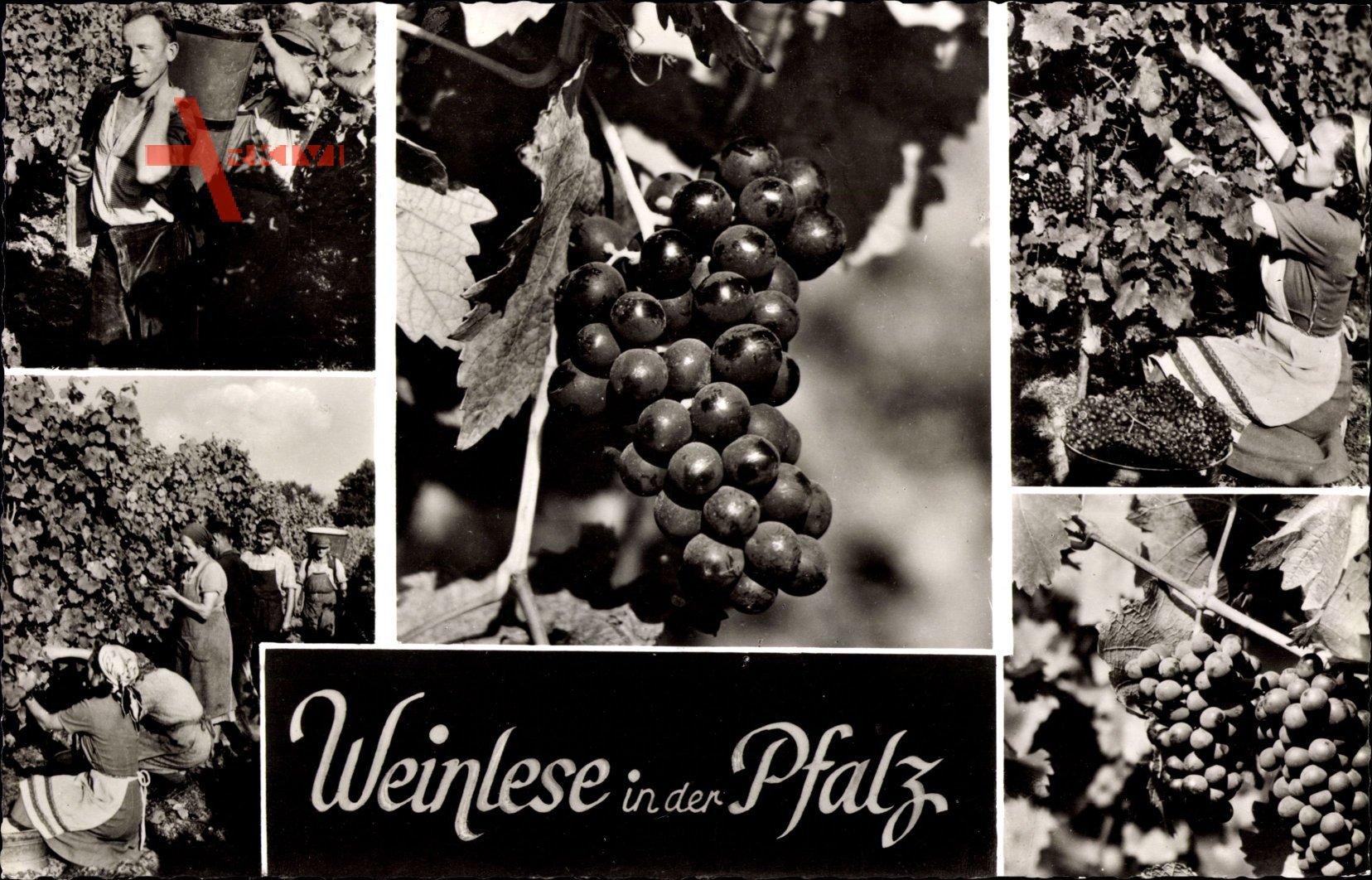 Weinlese in der Pfalz, Weinbau, Weinlese, Reben, Weintrauben