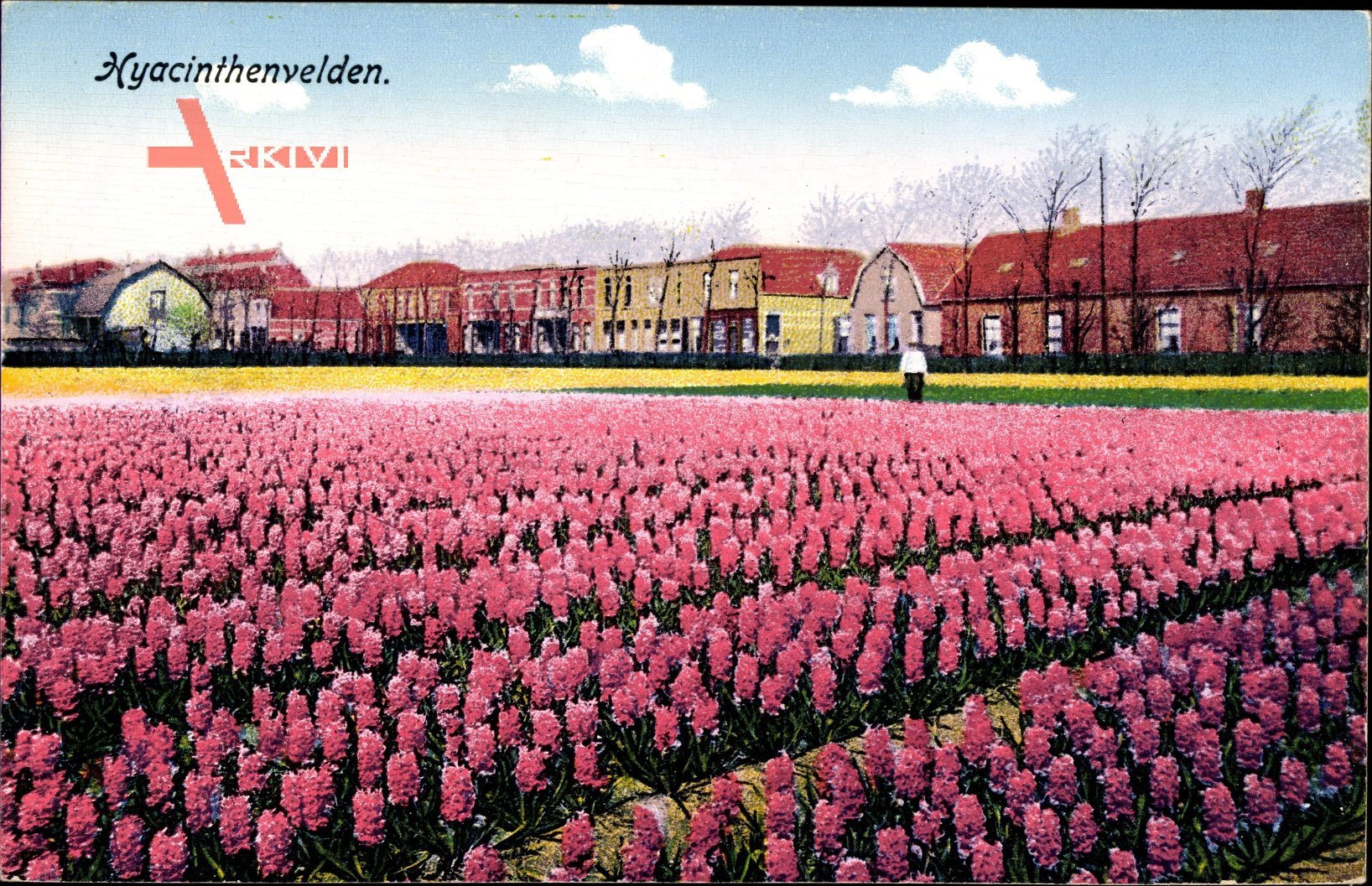Hyacinthenvelden, Blumenfeld, Rosa Blüten, Anbaufeld
