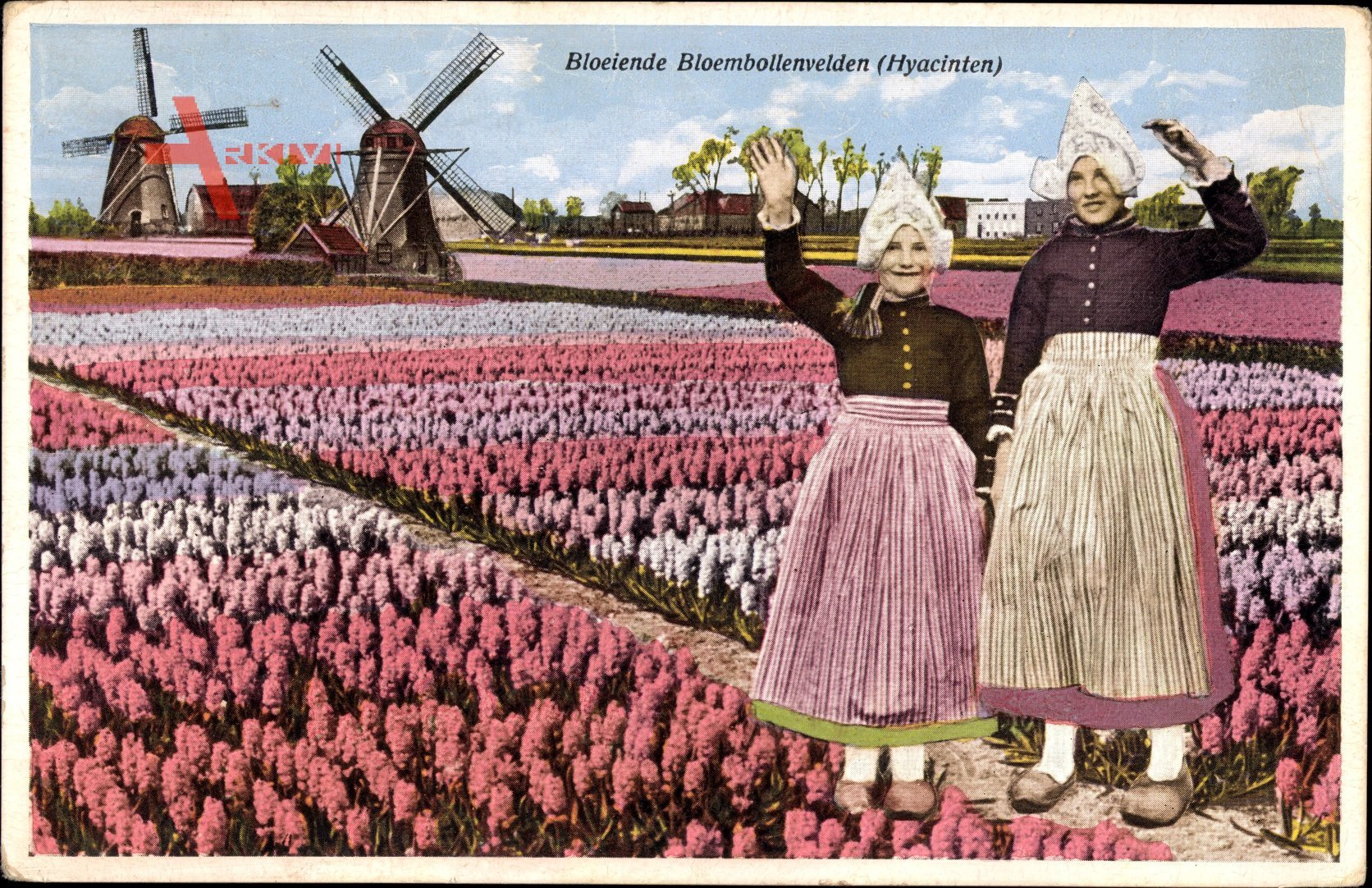 Niederlande, Bloeiende Bloembollenvelden, Hyacinthen, Blumenfeld, Windmühlen