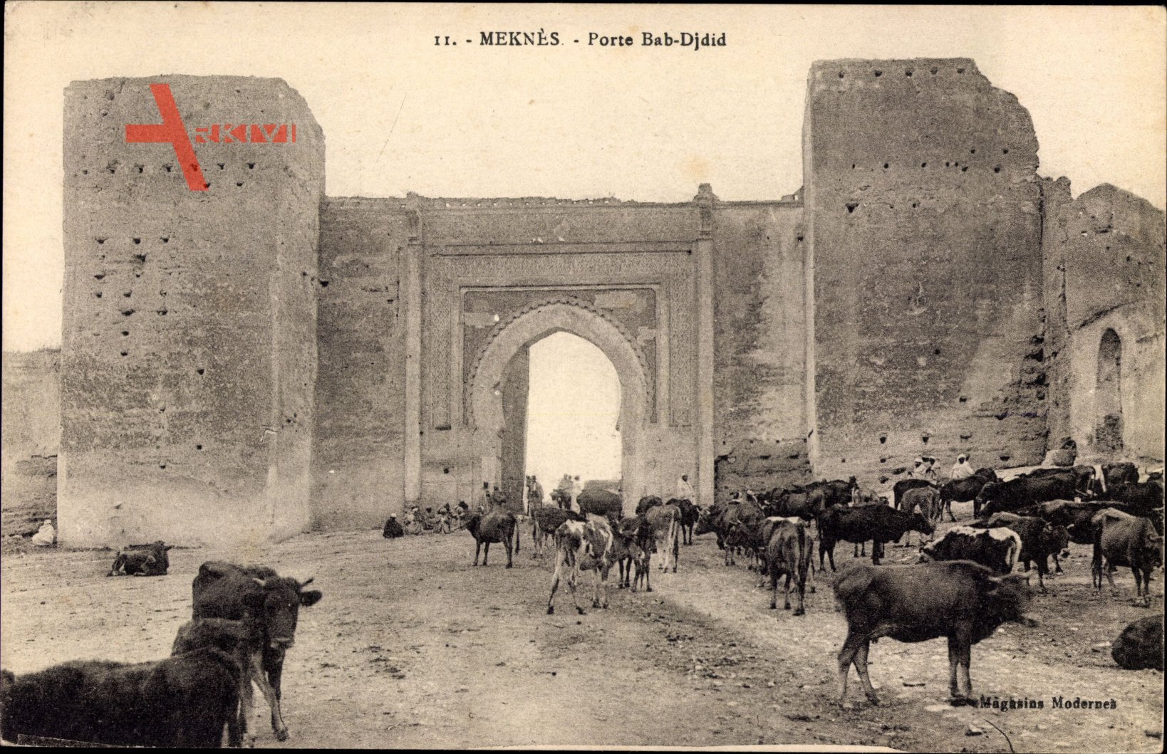 Meknès Marokko, Porte Bab Djdid, Stadttor, Rinderherde