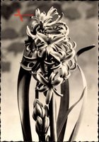 Hyazinthe, Jacinth, Hyacinthus, Blume im Detail