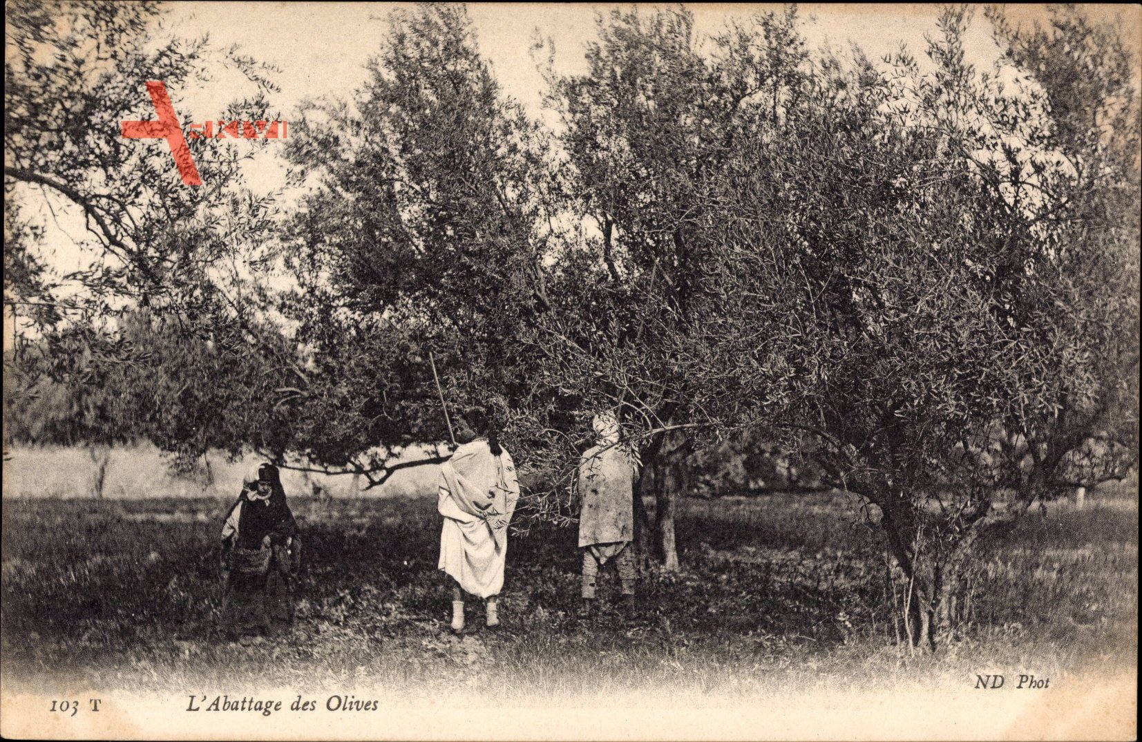 Maghreb, LAbattage des Olives, Olivenernte, Olivenbäume, Feldbauern
