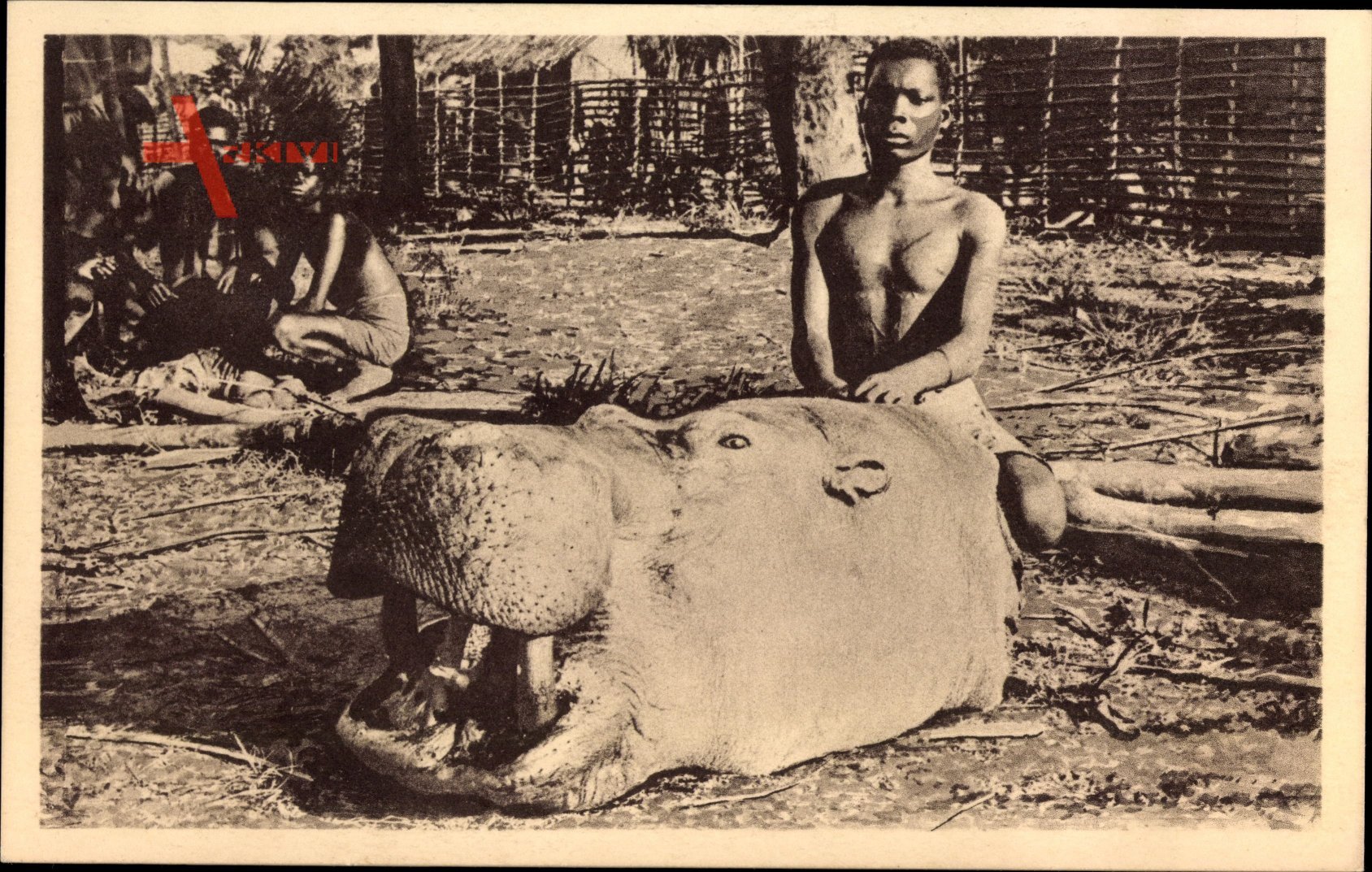 Congo, Tête dhippopotame, Kopf eines Nilpferdes, Jäger