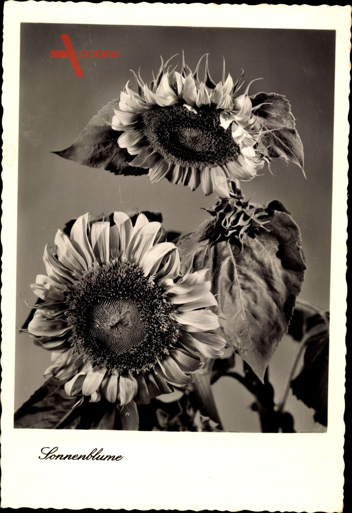 Zwei Sonnenblumen, Helianthus annuus, Sonnenblumenkerne