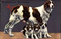 Bernhardinerhunde, Chiens du St. Bernard, Hündin mit Hundewelpen