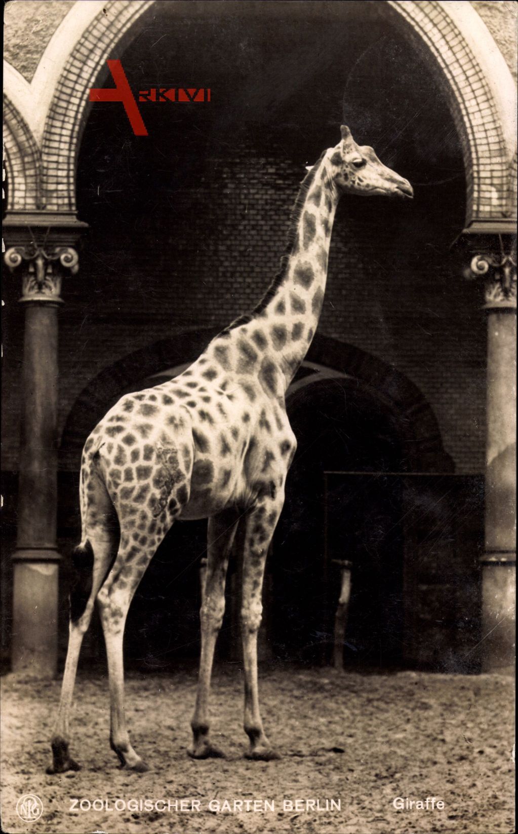 Berlin Charlottenburg, Zoologischer Garten, Giraffe im Gehege, NPG