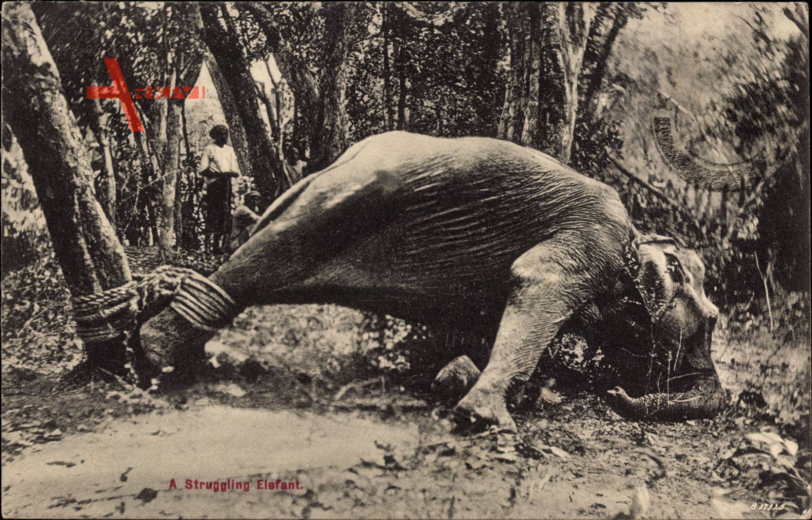Ceylon Sri Lanka, A struggling Elefant, Angefesselter Elefant