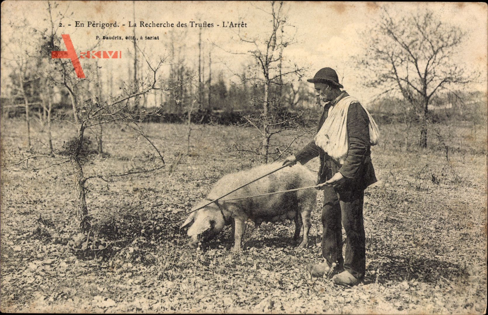 En Périgord, La Recherche des Truffes, LArrêt, Trüffelschwein