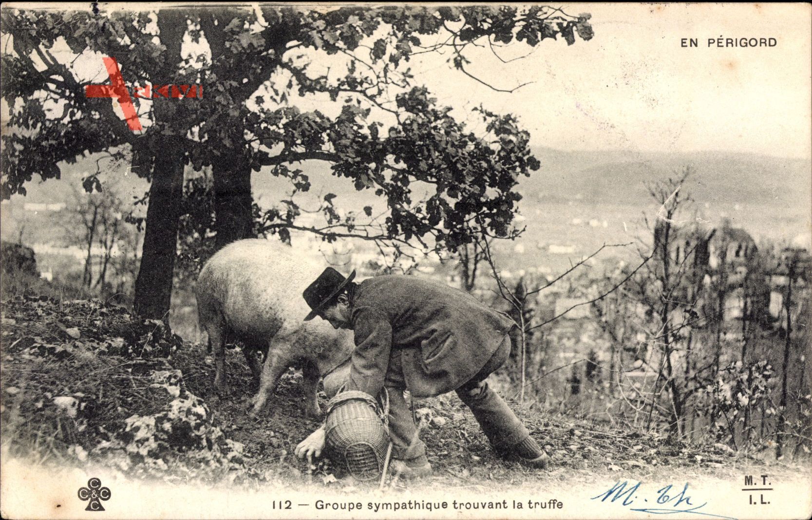 Groupe sympathique cerchant la truffe, En Périgord, Trüffelschwein