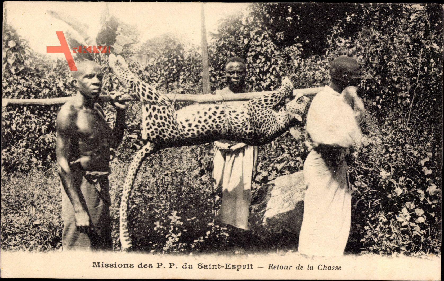 Afrika, Missions des PP du Saint Esprit, Retour de la Chasse, Leopard