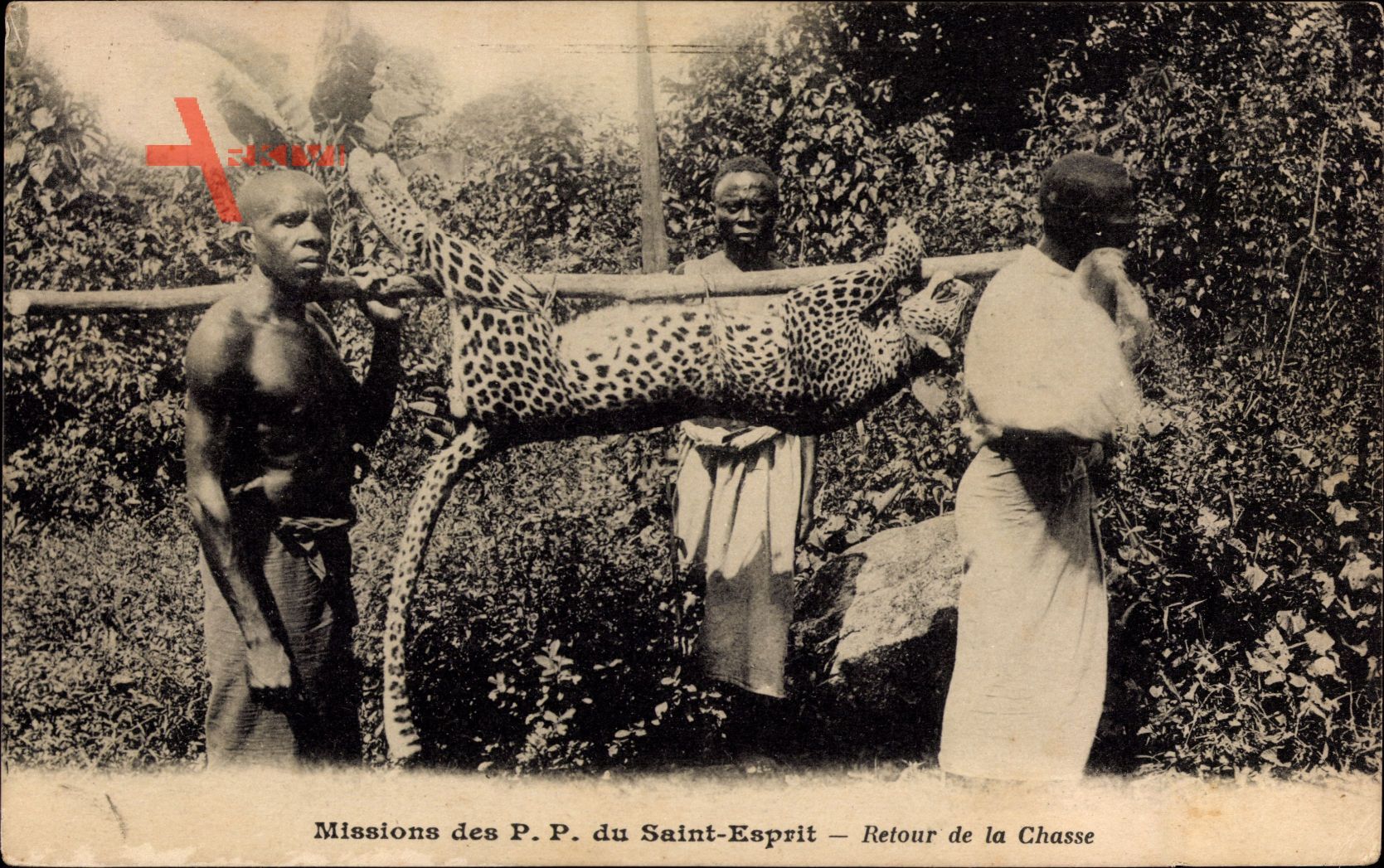 Afrika, Missions des PP du Saint Esprit,Retour de la Chasse, Erjagter Leopard