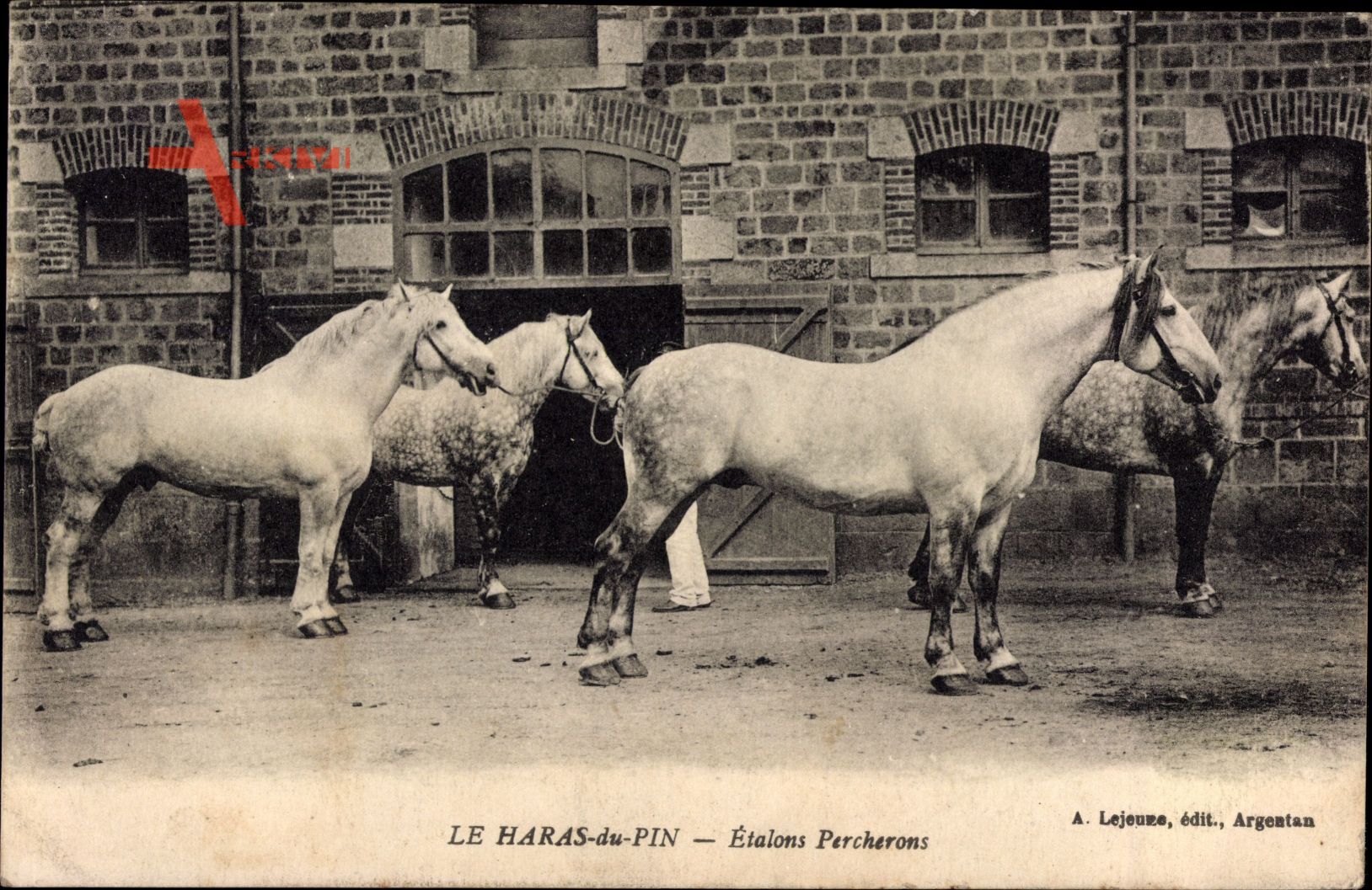 Le Haras du Pin, Etalons Percherons, Schimmel, vier Pferde