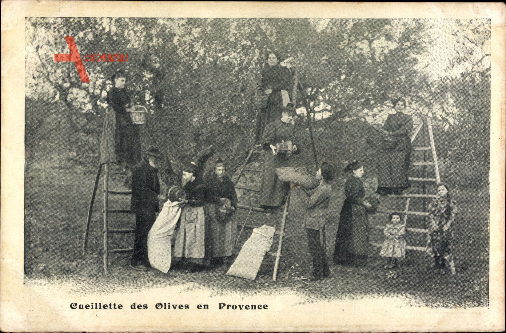 Cueillettes des olives en Provence, Bauern bei der Olivenernte, Leitern