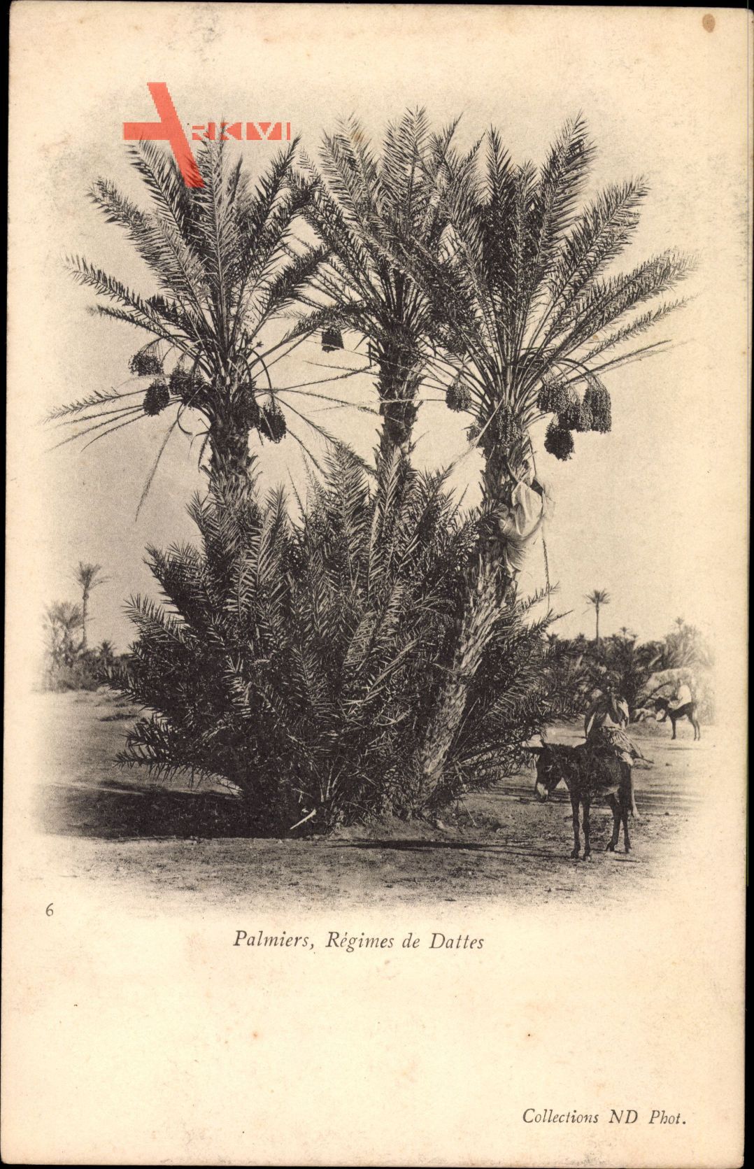Palmiers, Régimes de Dattes, Dattelpalmen, Wüste, Esel