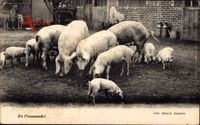 En Promenade, Schweine auf einem Hof, Ferkel, Hunde in Zwinger