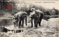 Colombo Ceylon Sri Lanka, Elephants a Kandy, Elefanten mit Mahut