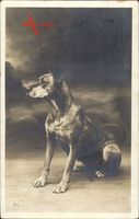 Portrait von einem schwarzen sitzenden Hund, Kurzhaar