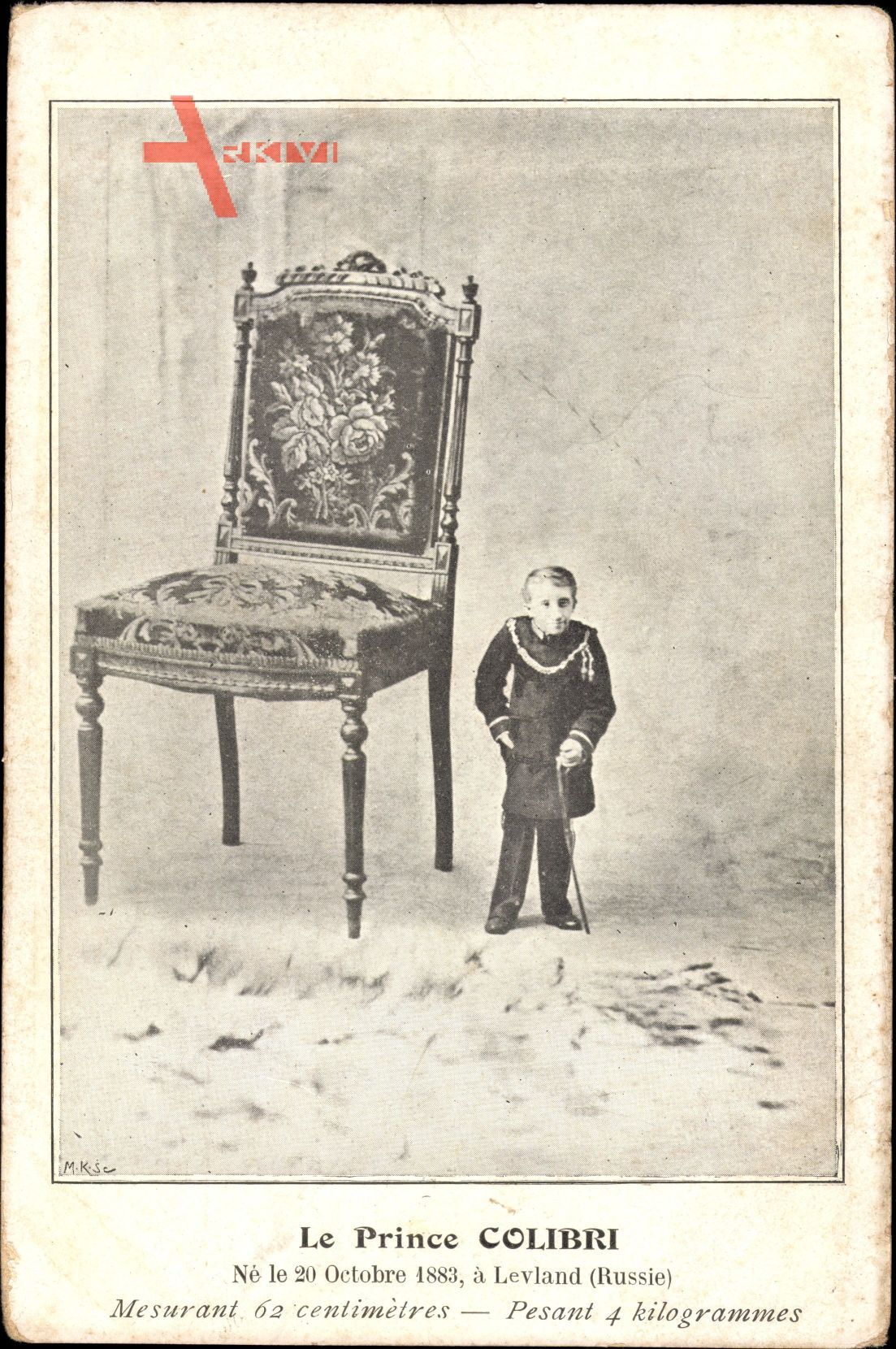 Le Prince Colibri, Ne le 20 Octobre 1883 a Levland, Russie, 62 centimetres