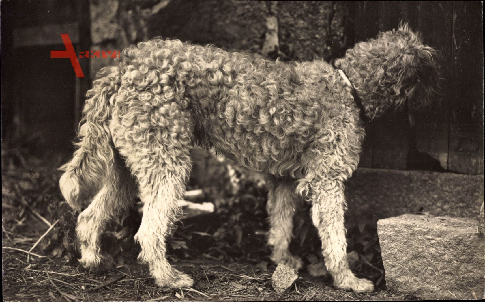 Hundeportrait, Weißes Fell, Frankreich, Rassehund