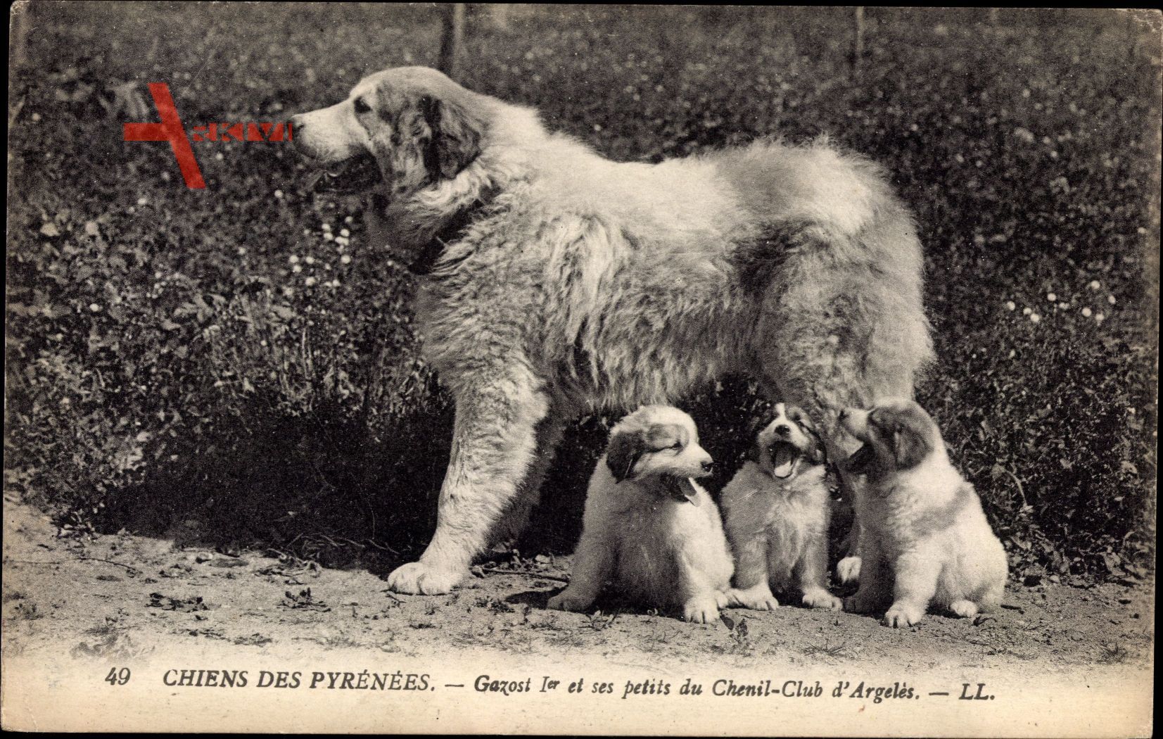 Chiens des Pyrénées, Gazost 1er et ses petits du Chenil Club dArgelès