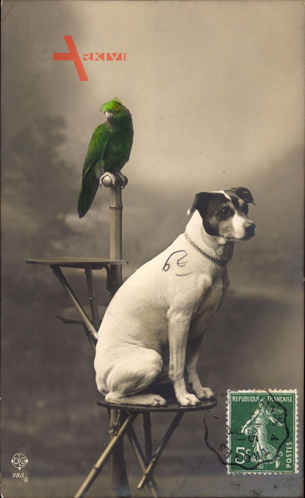 Terrier und ein Papagei, Portrait, Vogelbaum, Hund