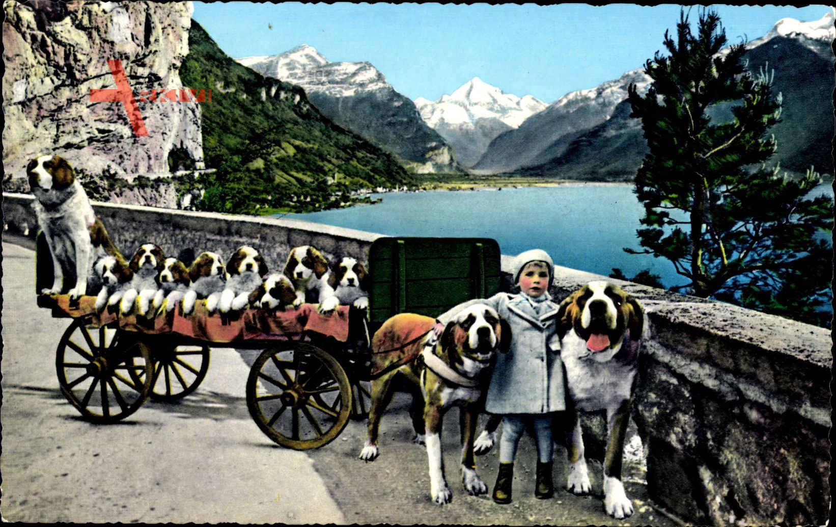 Flüelen Kt. Uri Schweiz, St. Bernhard Zwinger, Bernhardiner, Hunde