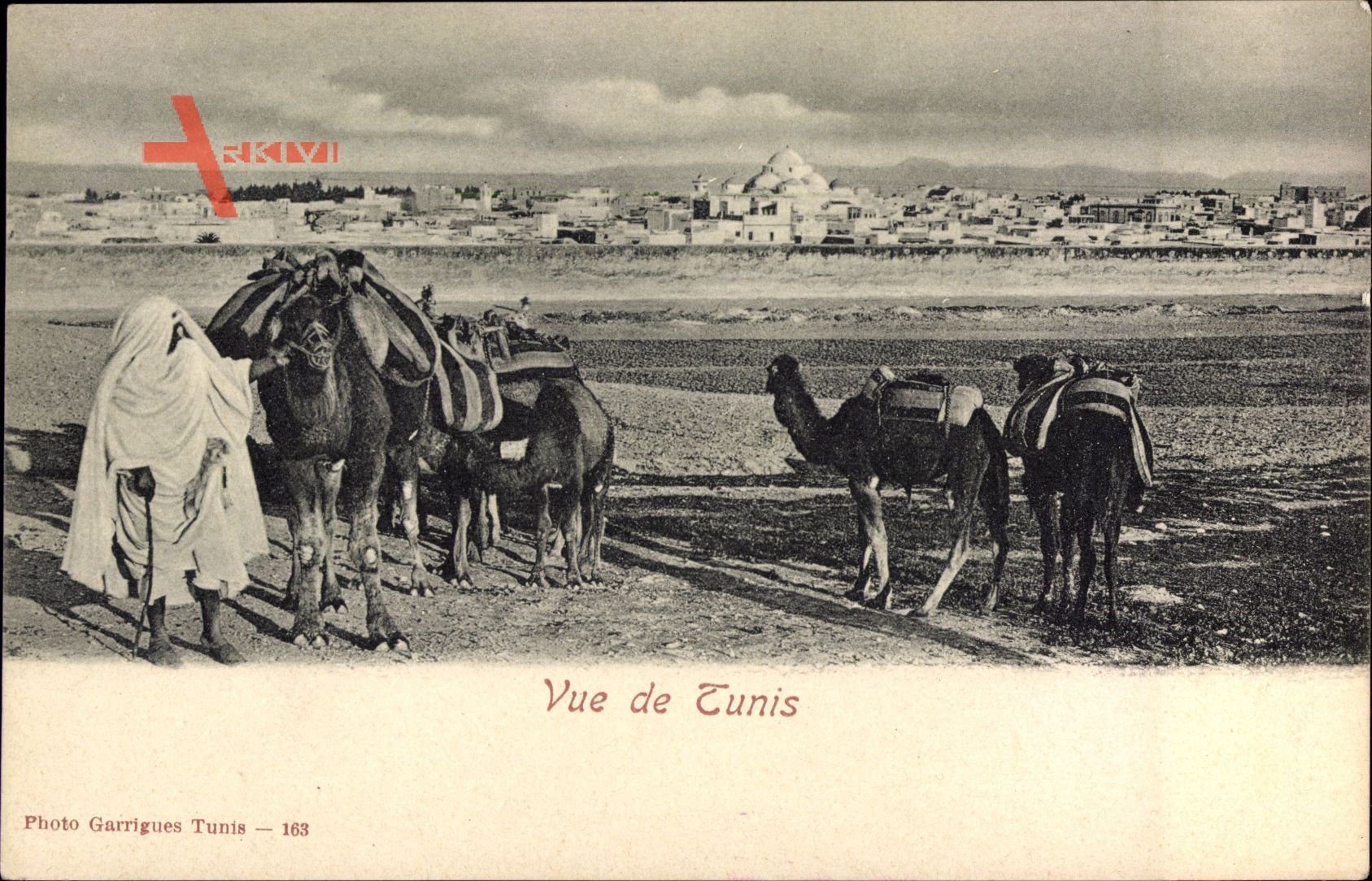 Tunis Tunesien, Blick auf die Stadt, Moschee, Kamele