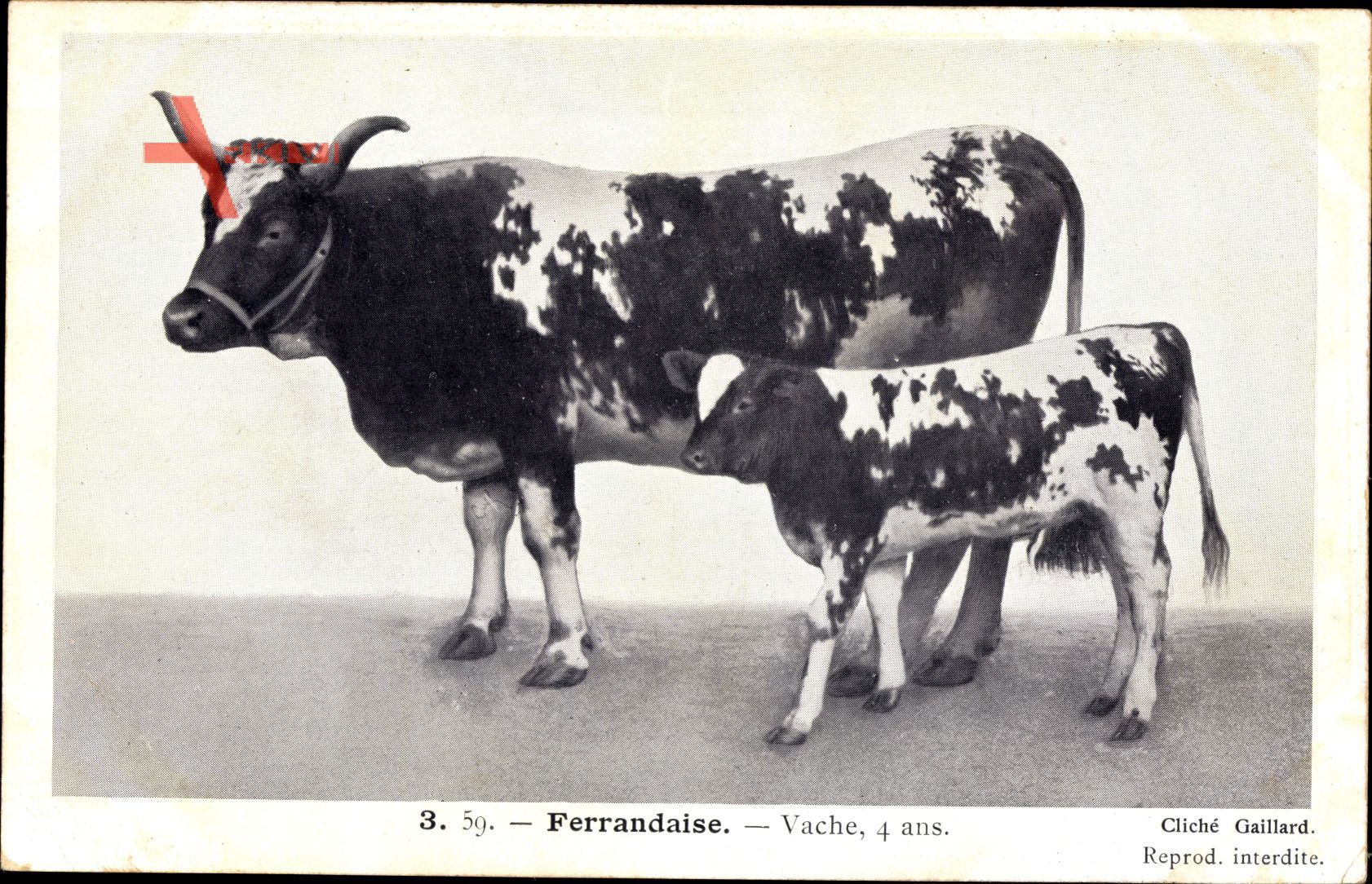 Ferrandaise, Vache, 4 ans, gefleckte Kuh mit Kalb, Hörner