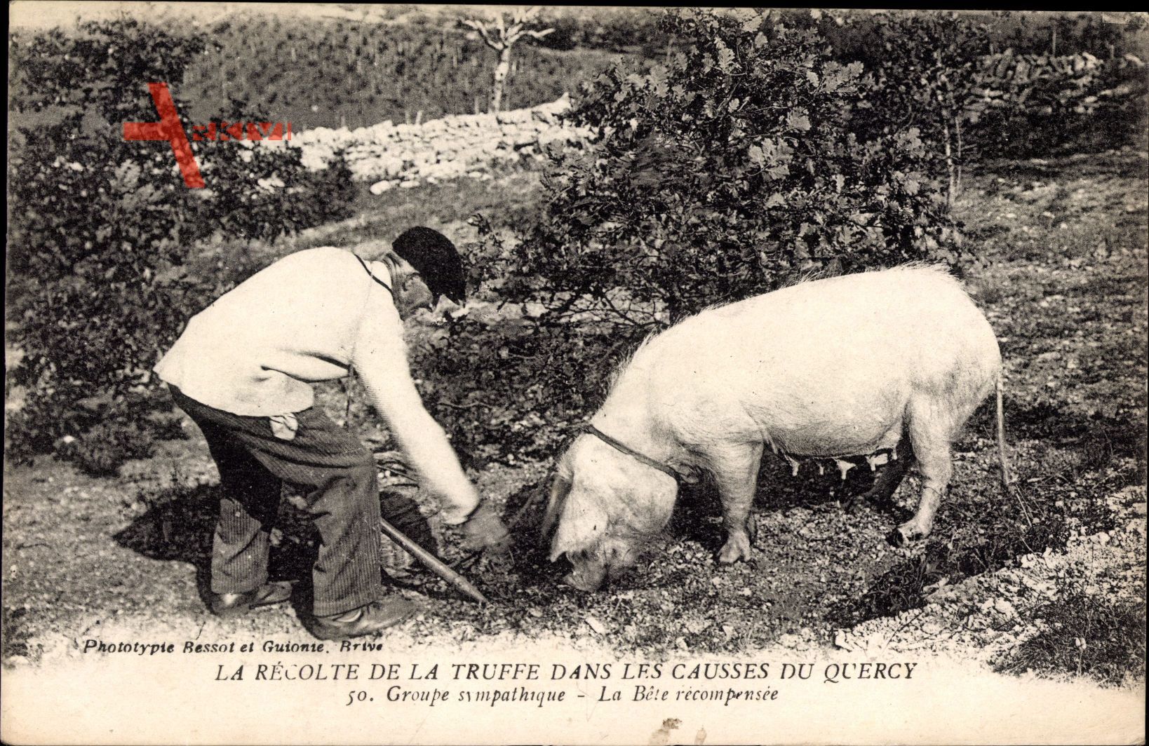 La Récolte de la Truffe dans les Causses du Quercy, Trüffelschwein