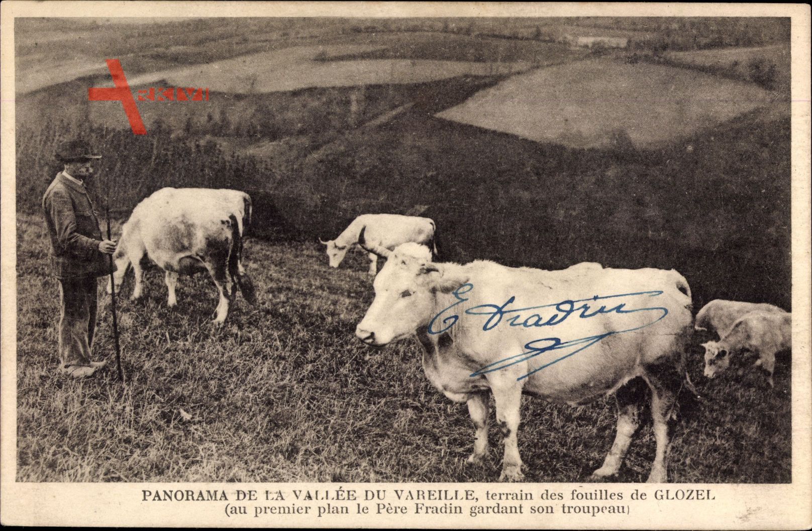 Panorama de la Vallée du Vareille, Glozel, Vaches, Kühe, Hirte