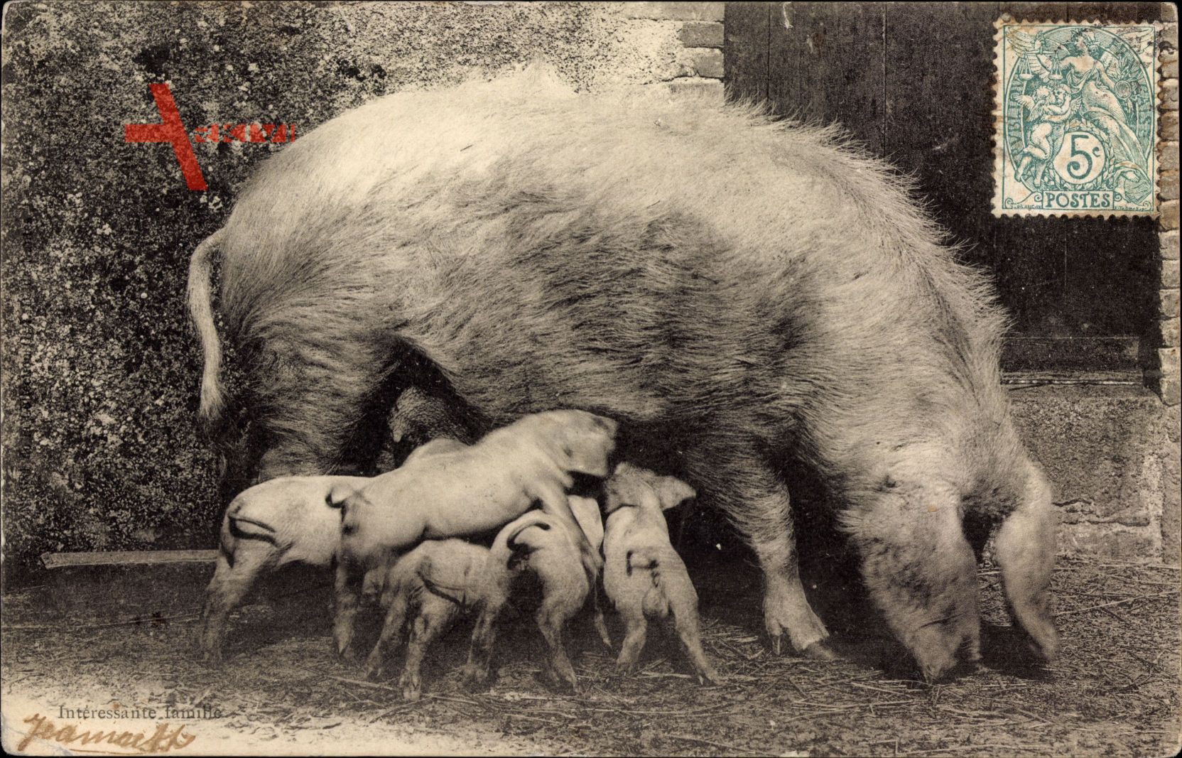 Intéressante Famille, Schweinefamilie, Ferkel mit Mutter