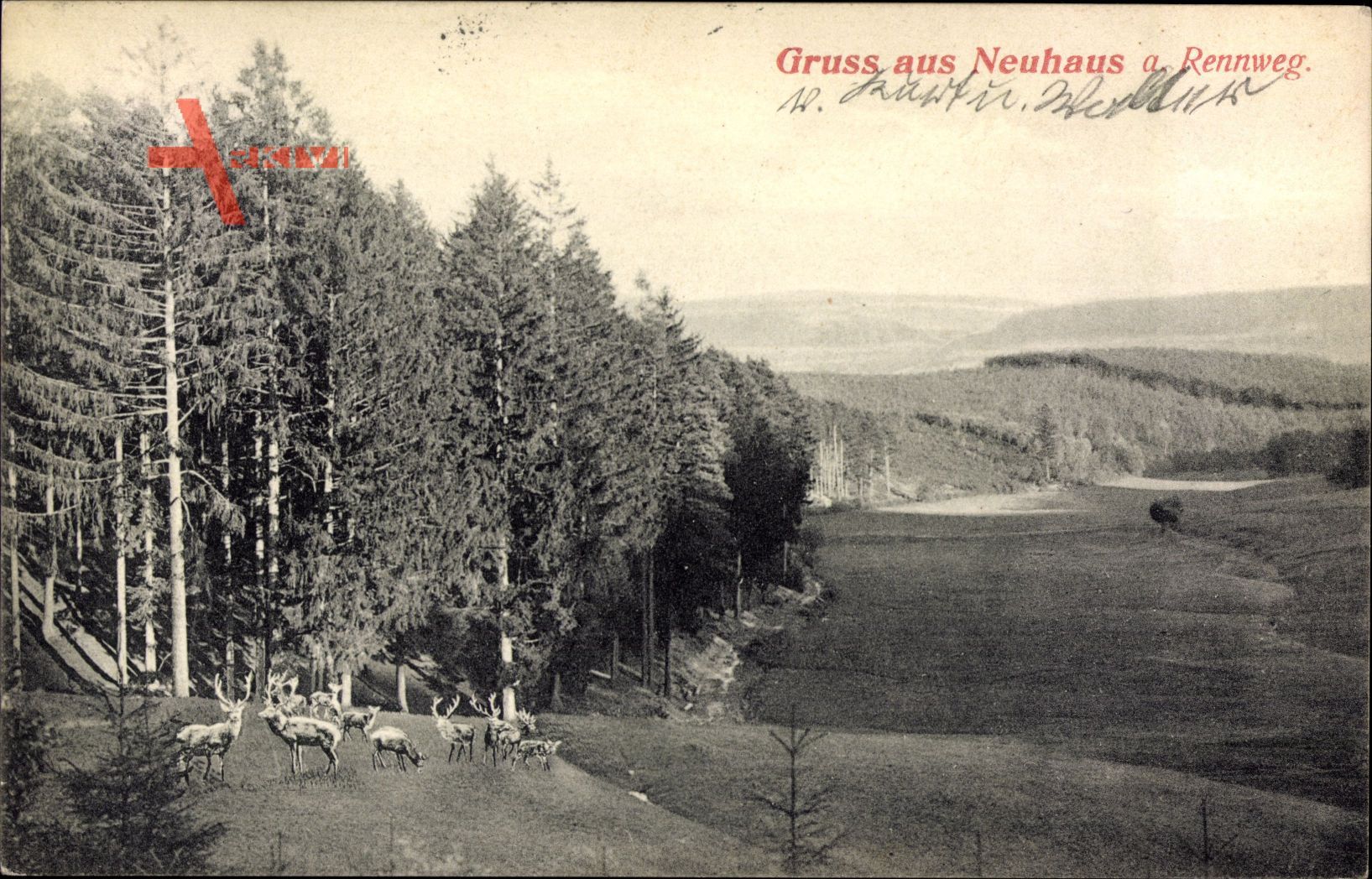 Neuhaus am Rennweg Thüringen, Rehe, Blick in die Landschaft, Wald