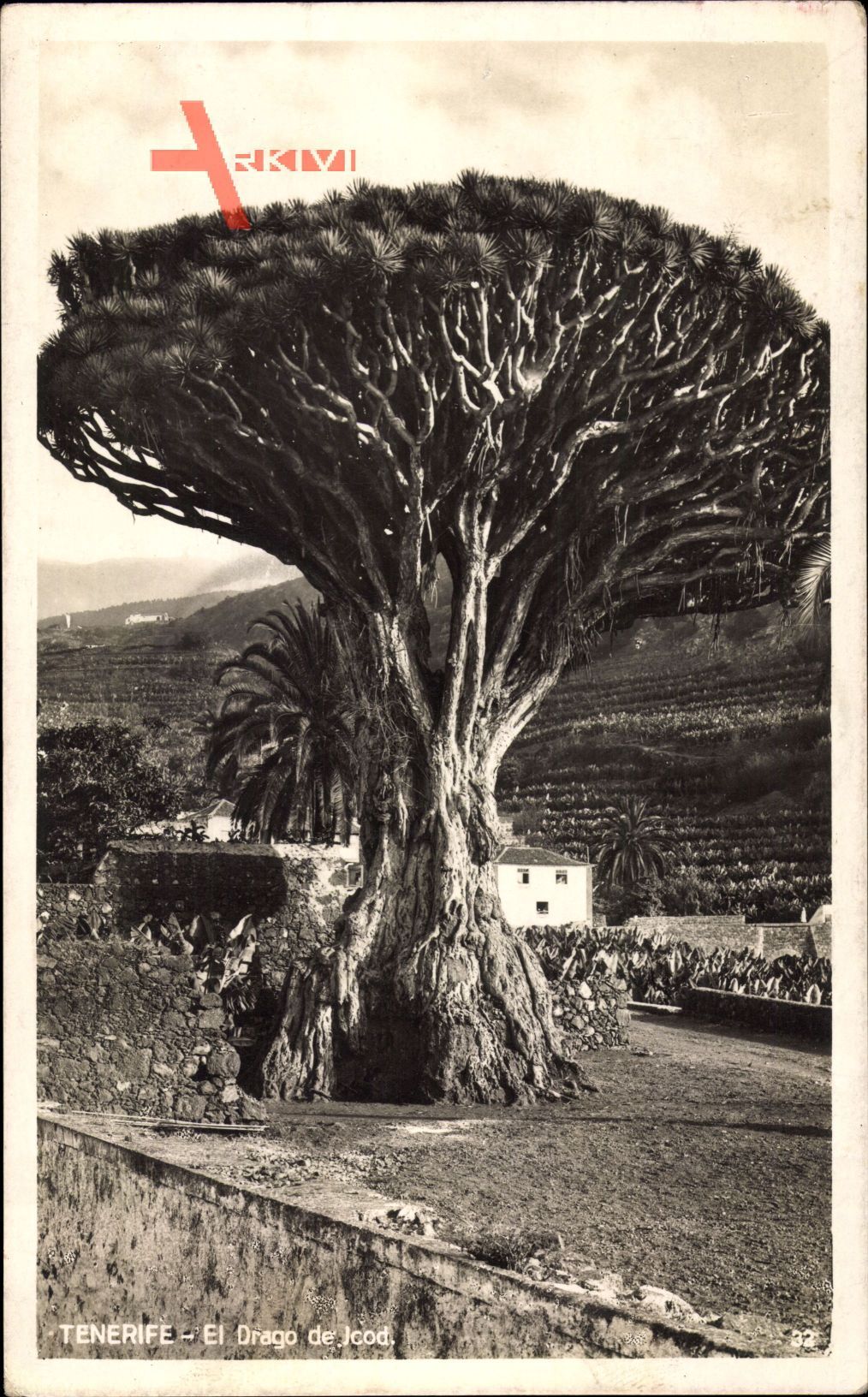 Teneriffa Kanarische Inseln Spanien, El Drago de Icod, Drachenbaum