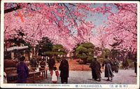 Tokio Präf. Tokio Japan, Cherry blossom view near Yasukuni Shrine