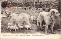 Les Pyrénées, Chiens des Pyrénées, Une intéressante Famille, Hundewelpen