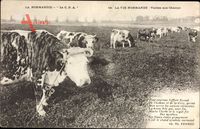 La Normandie, La CPA, Vaches aux Champs, Kühe beim Grasen